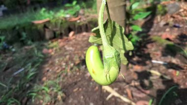 Bahçedeki ağaç dalında yetişen kıvrımlı yeşil patlıcan, erken büyüme evresinde olgunlaşmamış mor patlıcan sebze, organik tarım kavramı.