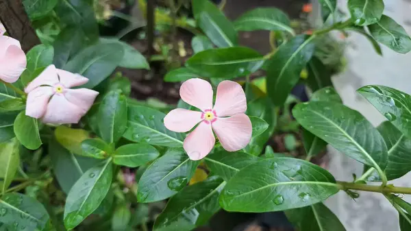Geleneksel tıpta kullanılan popüler bir tropikal çiçek bitkisi olan su damlacıkları ile canlı pembe Periwinkle çiçeği (Catharanthus roseus).