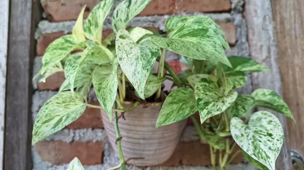 Para Fabrikası (Epipremnum aureum): Altın Pothos, Şeytanın Sarmaşığı, Popüler Salon İzleme Fabrikası