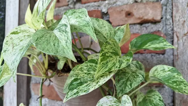 Canlı Şeytanın Sarmaşığı (Epipremnum aureum): Altın Pothos, Kapalı Doğa Yeşilliği Para Fabrikası