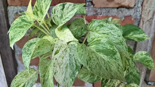 Lush Golden Pothos (Epipremnum aureum): Easy-Care Devil 's Ivy, Variegated Leaves ile Para Fabrikası