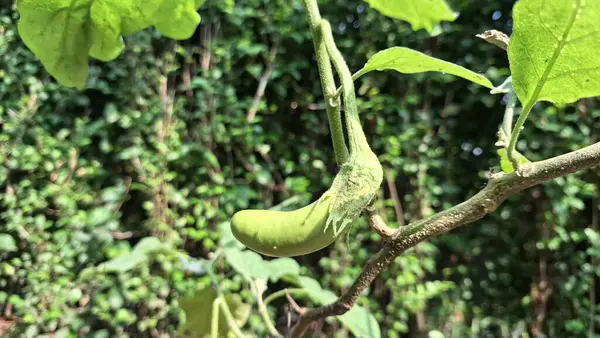 Sapında asılı kıvrımlı yeşil patlıcan, olgunlaşmamış mor patlıcan ev bahçesinde meyve, organik sebze yetiştiriciliği ve bitki yetiştirme sahne fotoğrafçılığı.
