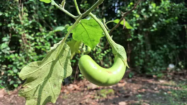 Ağaçta yetişen kıvrımlı yeşil patlıcan. Organik tarım için erken olgunlaşmamış patlıcan.
