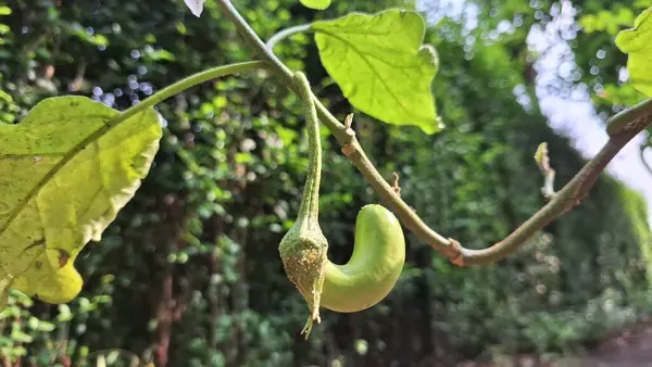 Sapında asılı kıvrımlı yeşil patlıcan, olgunlaşmamış mor patlıcan ev bahçesinde meyve, organik sebze yetiştiriciliği ve bitki yetiştirme sahne fotoğrafçılığı.