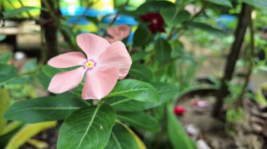 Geleneksel tıpta kullanılan popüler bir tropikal çiçek bitkisi olan su damlacıkları ile canlı pembe Periwinkle çiçeği (Catharanthus roseus).