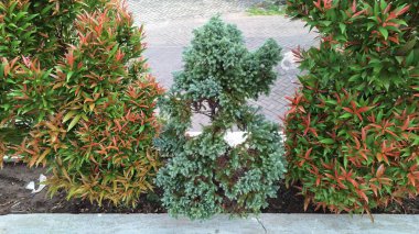 Açık Bahçe 'de, Paved Yolu ve Bitkileri ile Düzenlenmiş Süslü Ağaçlar, Yerleşim ve Kamu Parkları Çevresindeki Peyzaj Tasarımı İçin Mükemmel