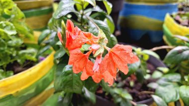 Güzel şeftali rengi Firecracker Flowers (Crossandra infundibuliforis) yakın plan çekimlerinde onların karmaşık taç yaprağını ve sıcak tonlarını vurguluyor.