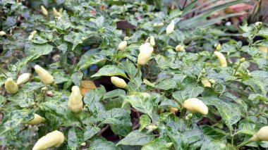 Chili biber bitkileri solgunluk ya da renk değişimi gibi hava sıkıntısı belirtileri göstererek, öngörülemeyen iklim kayıplarını gösteriyor.