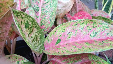 Canlı pembe, yeşil ve beyaz yapraklı Aglaonema ve Caladium 'un tropikal yaprakları dekoratif iç mekanlar ve hava arındırma amaçlı popüler iç bitkiler.