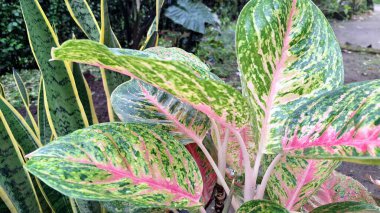 Pembe ve yeşil desenli renkli Aglaonema ve Caladium yaprakları, kapalı alan dekorasyonu ve süs bitkileri aşıkları için verimli tropikal yapraklar.