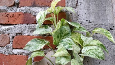 Para Fabrikası (Epipremnum aureum): Variegated Golden Pothos veya Devil 's Ivy' nin yakın çekimi, Doğa Evi Dekorasyonu için Sağlıklı Bir İç İzleme Tesisi