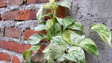 Altın Pothos (Epipremnum aureum): Zengin Yeşil ve Altın Yapraklı Kolay-Bakım Şeytanın Sarmaşığı veya Para Fabrikası, İç Tasarım ve Yeşil Yaşam İçin İdeal