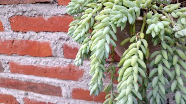 Burro 'nun Kuyruk Sarkan Sepet Fabrikası: Estetik Ev Dekorasyonu ve Çevre dostu Yeşillik İçin Kolay Bakım Sulu