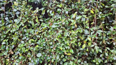 Yemyeşil ve detaylı yeşil Acalypha Siamensis çit yaprakları (hiç kimse yok) canlı bir çit ve duvar kağıdı kadar uygun canlı doğal dekoratif bir arka plan sağlar.