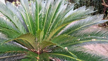 Yeşil Cycas Revoluta 'nın Doğa Dokusunu Güneş Işığı Altında Bırakıyor, Tropikal Bahçe Kavramları ve Organik Şablonlar İçin ideal