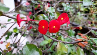 Taze yeşil yapraklı Euphorbia milii (Dikenli Taç) 'nin güzel kırmızı çiçekleri, tropikal bitki örtüsünün canlı bir görüntüsü..