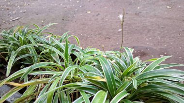 Canlı Örümcek Bitkisi (Chlorophytum comosum): Beyaz Kenarlı Değişken Yapraklı Yeşiller, Doğal ve Kolay Bakım Dekorasyon Seçimi
