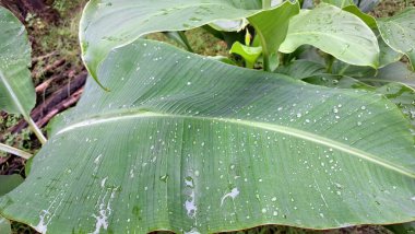 Yağmurlu Su Damlacıkları ve Doğal Botanik Doku ile Muz Yaprağı Yüzeyi Macro Atışı