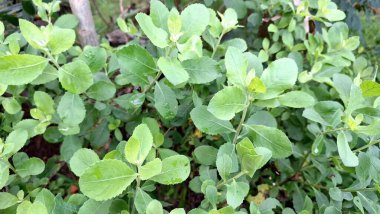 Yeşil Hint Kafur Yaprakları (Pluchea Indica) ile Yakın Temas: Bu Sağlık ve Botanik Teması İçin İlaç Bitkisinin Bitkisel Güzelliğini ve Aromatik Kalitelerini Gösterme