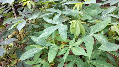 Lush Green Cassava Leaves (Manihot esculenta) Yoğun Tropikal Yaprak Arkaplanı, Doğal Duvar Kağıtları ve Botanik Resimleri İçin İdeal.