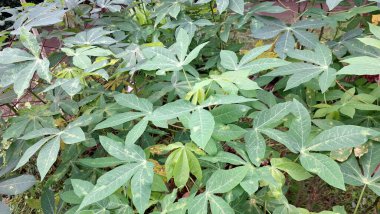 Manihot esculenta Yapraklarının Ayrıntılı Çekimi, Entrika Damar Yapısı ve Palmat Şeklini Gösterme, Botanik Çalışmalar ve Doğal Geçmişler İçin Mükemmel.