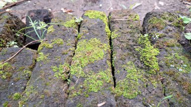 Eskimiş tuğlaların yüzeyinde büyüyen yeşil yosunların oluşturduğu eşsiz organik doku doğal ve eskimiş bir hisse ihtiyaç duyan arka planlar için idealdir.