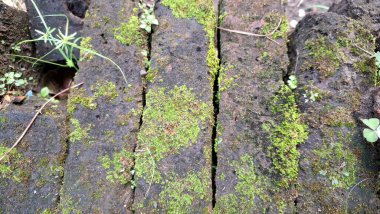 Eski tuğlalar ve yeşil yosunların doğal bileşimi dokulu ve organik bir yüzey yaratır. Zaman ve doğayı resmeden arka planlar için mükemmeldir.