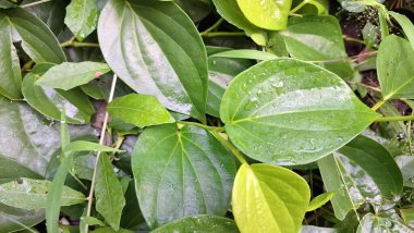 Parlak Taze Betel Yaprakları Bahçede, Canlı Yeşil Kalp Şekilli Piper Betle Bitkisi, Doğal İyileştirme ve Bitkisel Tedavi için Geleneksel Asya Bitkisi