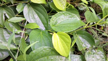 Taze Yeşil Kalp Şeklinde Betel Yaprakları Bahçe Topraklarında, Parlak Piper Betle 'ın Kapanışı, Aromatik Geleneksel Asya Bitkisi ve Bitkisel İlaç Bitkisi