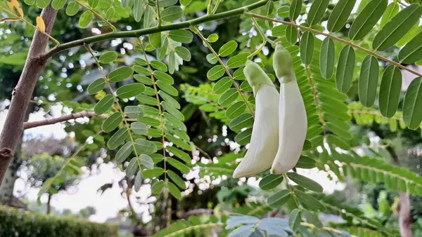 Sesbania Grandiflora 'nın beyaz çiçek tomurcukları ya da Focus' ta Agati Ağacı Asya mutfağında ve geleneksel tıpta kullanılan bitkisel yenilebilir çiçek.