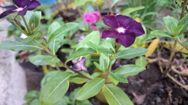 Geleneksel bitkisel tıpta kullanılan ve dayanıklılığıyla bilinen tropikal bir süs bitkisi olan su damlacıkları ile canlı koyu mor menekşe periwinkle çiçeğine (Catharanthus roseus) yakın plan