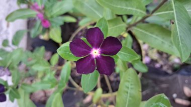 Güzel Koyu Mor Mor Vinca çiçeği (Catharanthus roseus) yağmur damlaları ve yemyeşil yeşillik ile, dayanıklılığı simgeleyen ve dekorasyon ve geleneksel iyileştirme amaçlarıyla geniş bir alanda yetiştirilmiş.