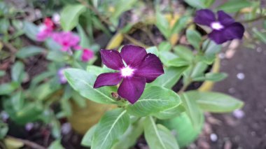 Çiyli Madagaskar Periwinkle Çiçek Koyu Mor Vinca 'nın Yakından Yeşil Yapraklar