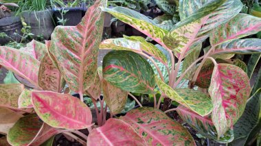 Pembe, beyaz ve yeşil desenli renkli ev bitkileri.