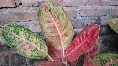 Aglaonema ve Caladium gibi, tropikal ev dekorları ve botanik tasarım temaları için ideal, koyu pembe ve yeşil desenli egzotik ev bitkilerinin renkli yaprakları.