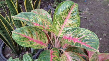 Pembe ve yeşil desenli renkli Aglaonema ve Caladium yaprakları, kapalı alan dekorasyonu ve süs bitkileri aşıkları için verimli tropikal yapraklar.