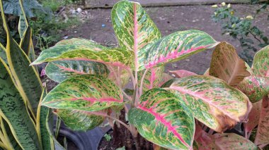 Pembe, yeşil ve beyaz çeşitliliğe sahip canlı Aglaonema ve Caladium yaprakları, ev dekorasyonu ve hava temizliği için egzotik tropikal bitkiler