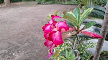 Şaşırtıcı pembe Çöl Gülü (Adenium obesum) çiçeğinin bulanık bir arkaplanı, süsleme cazibesini ve benzersiz biçimini vurguluyor.