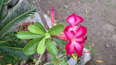 Bonsai ve Kuraklığa Dayanıklı Bahçeler İçin Şişmiş Caudex Süslü Pembe Çöl Çiçeği (Adenium Obesum)
