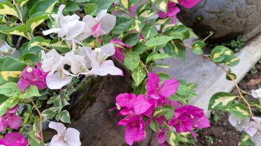 Beyaz ve Pembe Varyasyonlu Bougainvillea Glabra Çiçekleri 'nin Kapalı Çekimi Doğal Güneş Işığı Bahçesi' nde Canlı Tropikal Kağıt Bitkisi Çiçekleri