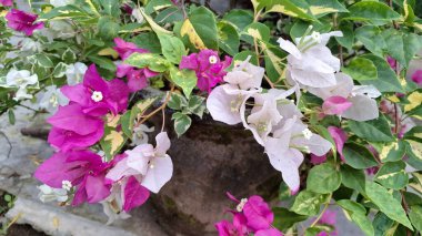 Çiçek Çiçeğindeki Beyaz ve Pembe Bougainvillea Glabra Doğal Güneş Işığı Altındaki Tropikal Çiçekler