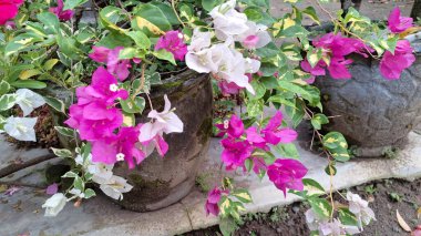 Bougainvillea Glabra Variegata 'nın Beyaz ve Pembe Yapraklı Çiçeklerinin Yakın Çekimi Tropikal Güneş Işığında Doğal Açar