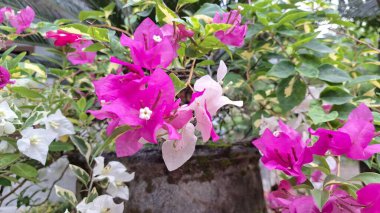 Beyaz ve Pembe Varyasyonlu Bougainvillea Glabra Çiçekleri Güneş Işığı Tropikal Kağıt Fabrikası Kapalı Kapalı Bölgede Çiçek Açar