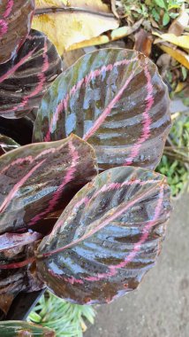 Koyu yeşil ve mor yapraklı Calathea Roseopicta Ev Bitkisi Açık Bahçe Bahçesinde Parlak Pembe Damarlar Süsleme Yaprakları