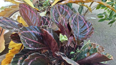 Renkli Damarlar ve Yaprak Motifleriyle Tropikal Calathea Roseopicta Yaprağı Doğanın Tasarımı ve Arkaplanı İçin Mükemmel Botanik Bahçesi Bitkisi