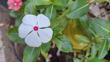 Güzel Beyaz Gül Periwinkle Çiçeği ve Tropikal İlaç Tesisi