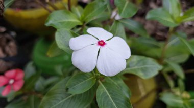Çiyli Madagaskar Periwinkle Beyaz Vinca 'nın Yakından Yeşil Yapraklı