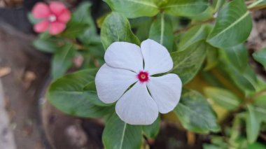 Su Damlacıklarıyla Beyaz Periwinkle Çiçeği Tropik Bahçe Işığı Gülü