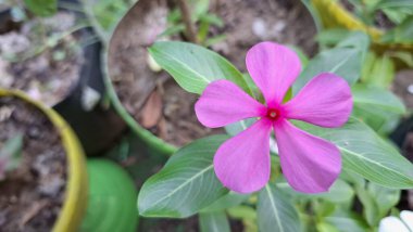 Geleneksel tıpta kullanılan popüler bir tropikal çiçek bitkisi olan su damlacıkları ile canlı pembe Periwinkle çiçeği (Catharanthus roseus).