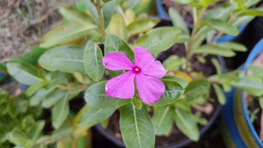 Güzel pembe Vinca çiçeği (Catharanthus roseus) yağmur damlaları ve yemyeşil yapraklı, dayanıklılığı sembolize eden ve geleneksel iyileştirme amaçları ve dekorasyonu için yaygın olarak yetiştirilen